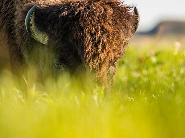 Bison – Büffel in Saskatchewan