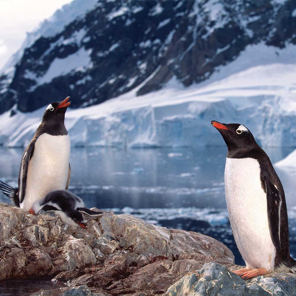 Gentoo Pinguine in der Antarktis