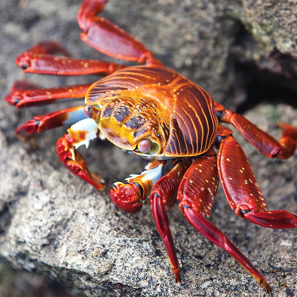 Sally Lightfoot Crab/Krabbe in Espanola Island-Galapagos Inseln