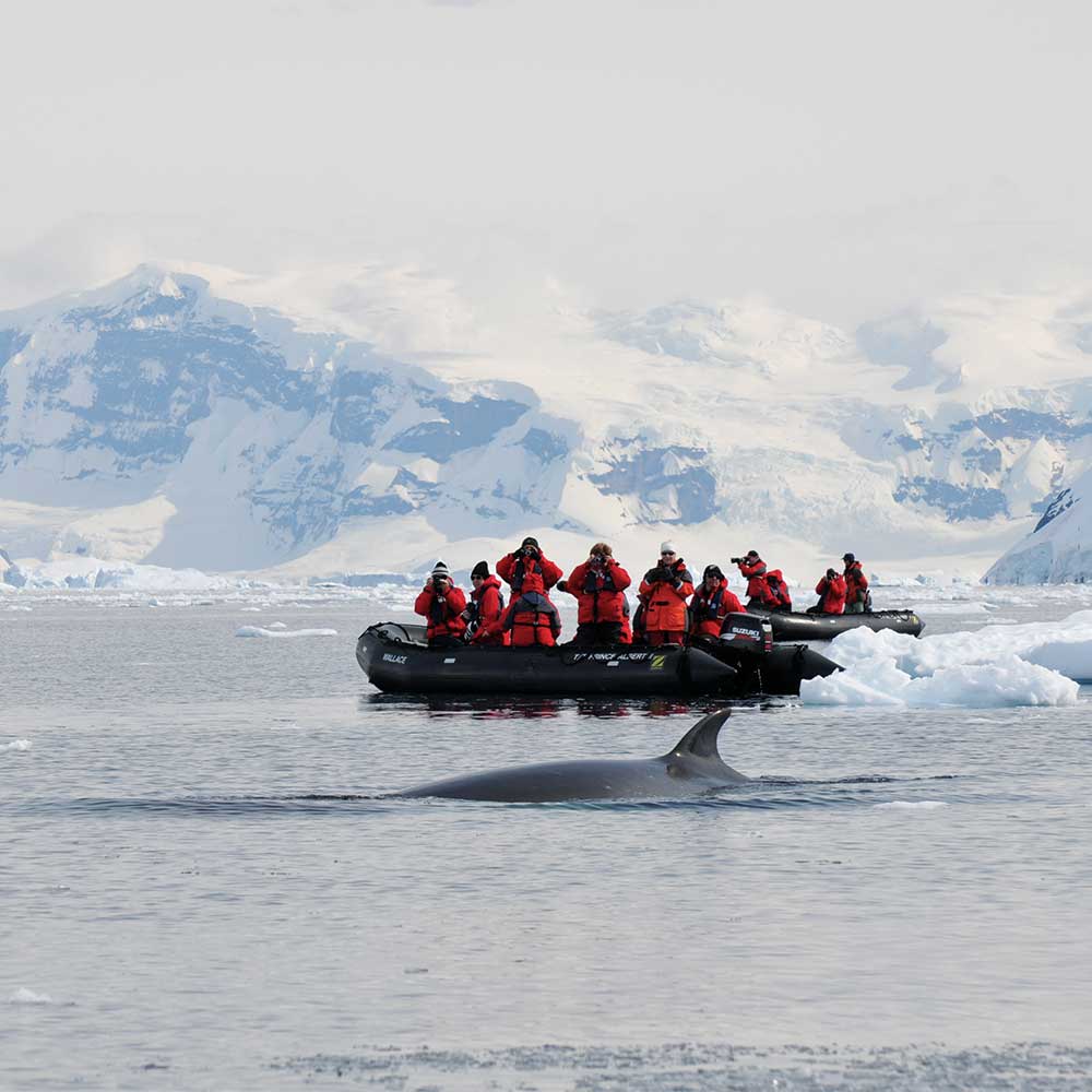 Zodiac-Expedition in der Antarktis-Walbeobachtung